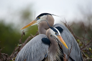 Heron Island by Rick Beck