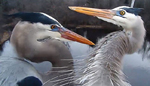 Heron Island by Rick Beck