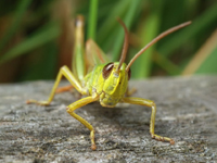 Author Grasshopper Author Grasshopper