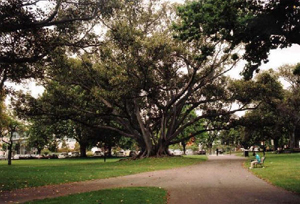 Heart of the Tree by Graeme