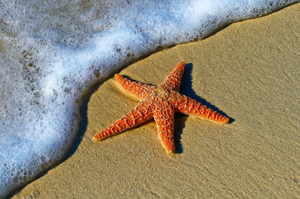 Just One Starfish by Grasshopper